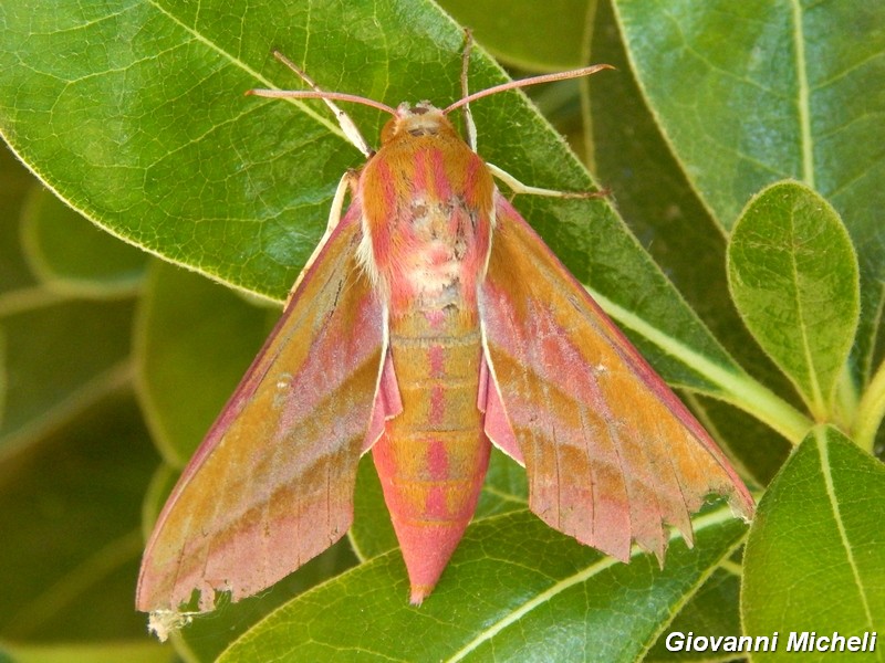 Deilephila porcellus (303^ specie )